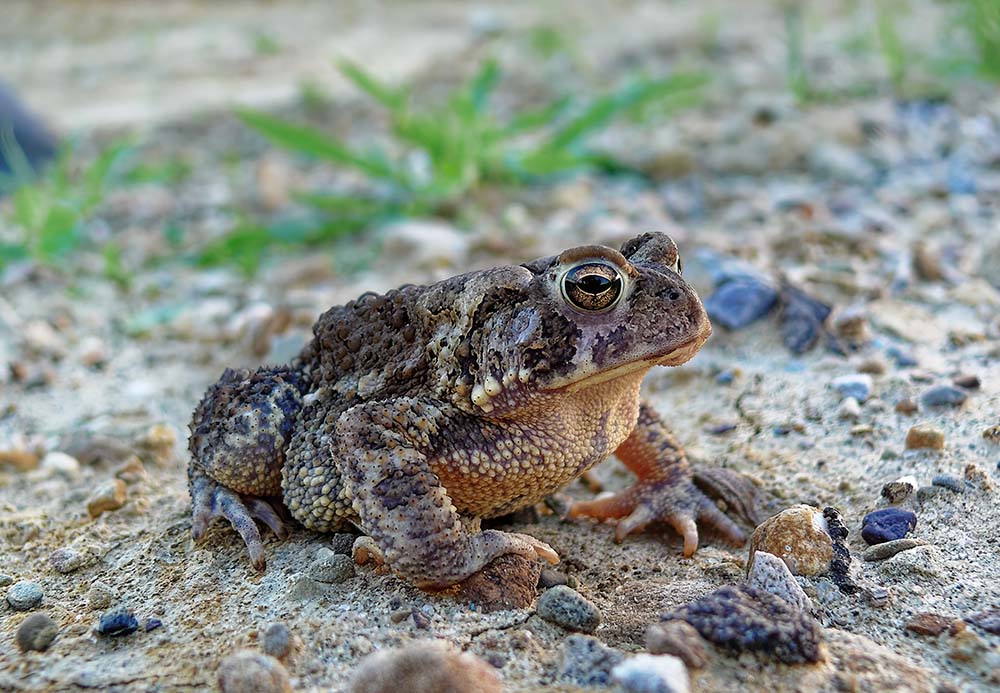 toads and frog sounds sleep aids